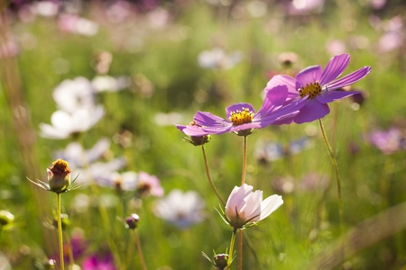 Diffrentes fleurs roses cosmos closeup Banque d'images - 12320723