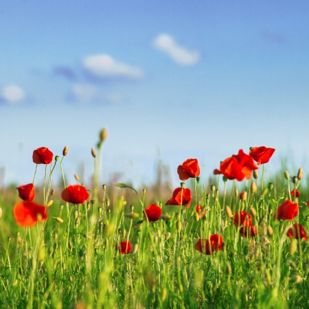 Champ de coquelicots sur un ciel bleu avec des nuages Banque d'images - 19785794