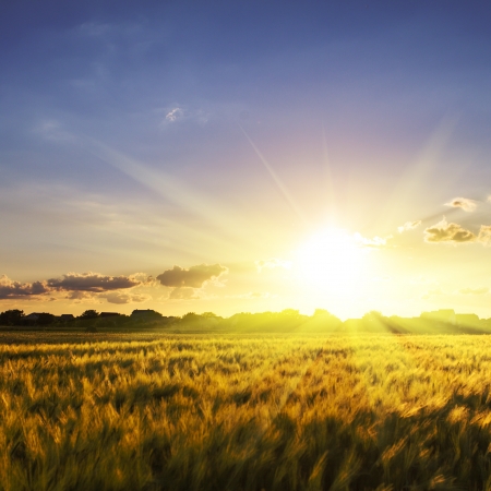 Champ de bl sur le ciel avec le coucher du soleil. Nature paysage Banque d'images - 19785703