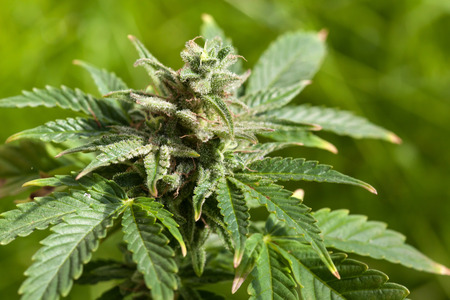 Марихуана. Фотография с сайта 123rf.com