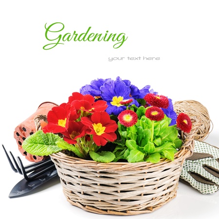 Fleurs colores dans un panier en osier avec des outils de jardin Banque d'images - 19137660