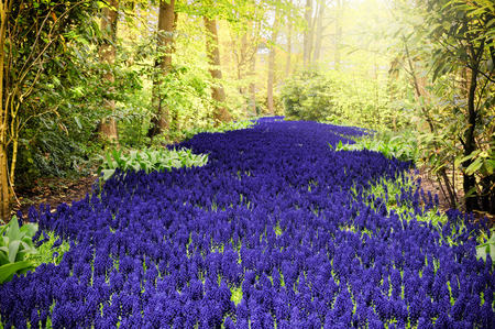 Belle muscari pourpre Jardins de Keukenhof, Pays-Bas Banque d'images - 34926831