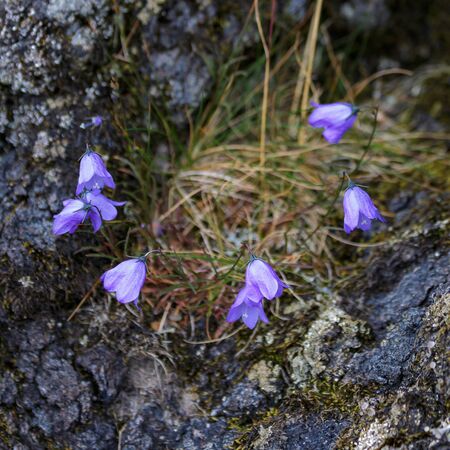 http://us.123rf.com/450wm/phil_bird/phil_bird1509/phil_bird150900159/45547642-blue-harebell-flowering-in-scotland.jpg