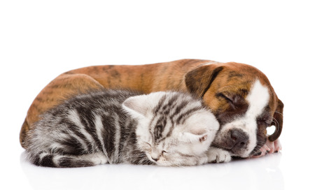 (GRATIS FREE) CAMPIONI GRATIS PER ANIMALI (GRATIS FREE) CAMPIONI GRATIS PER ANIMALI