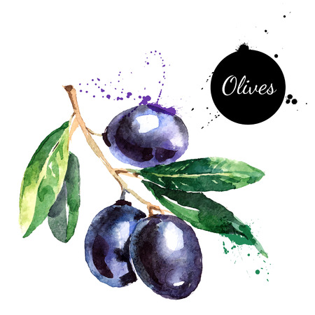 Hand drawn watercolor painting on white background. Vector illustration of fruit olives Illustration