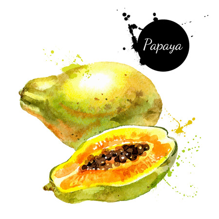 Hand drawn watercolor painting on white background. Vector illustration of fruit papaya Illustration