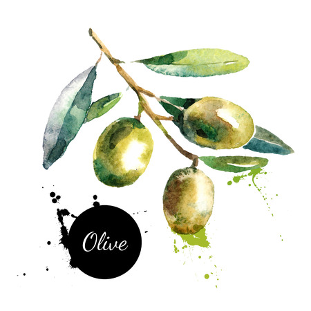 Hand drawn watercolor painting on white background. Vector illustration of fruit olives Illustration