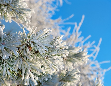 Snowy Pine Tree Close Up