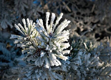 Snowy Pine Tree Close Up