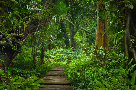 https://us.123rf.com/450wm/quickshooting/quickshooting1802/quickshooting180200007/94735621-asian-tropical-rainforest.jpg