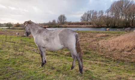 Je veux cette photo 16939417-konik-chevaux-dans-un-paysage-rural-automnale-avec-un-etang-naturel