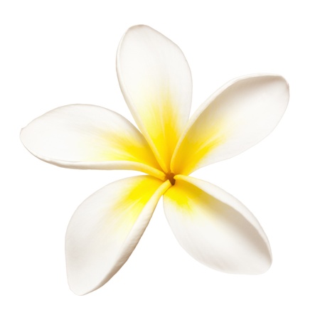 Single Plumeria White Background