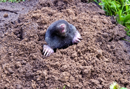 cabeza del topo y las piernas colgando de montículos animales parasitaria hacer daño a jardines y plantas agrícolas Foto de archivo - 13662099