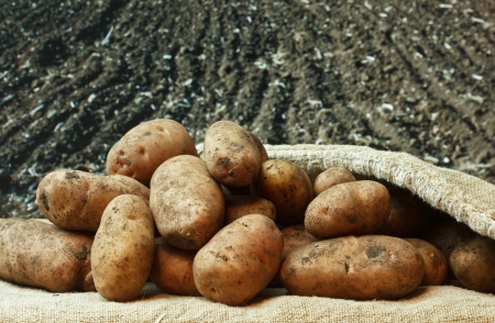 Les "Stupid Zèbres" c'est nous... - Page 4 15325523-tas-de-pommes-de-terre-sur-le-fond-des-terres-agricoles