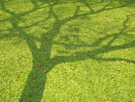 Ombre des branches d'un arbre