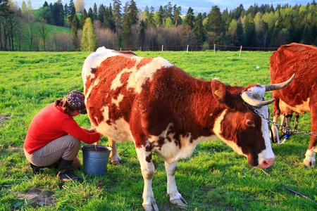 Women Milked Like Cow