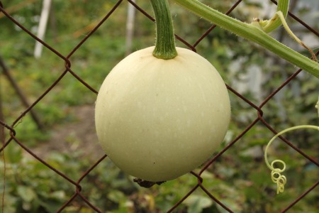 Dacha net ua skachat