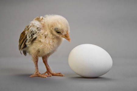 26499082-petit-poussin-et-le-blanc-d-oeuf-sur-fond-gris.jpg