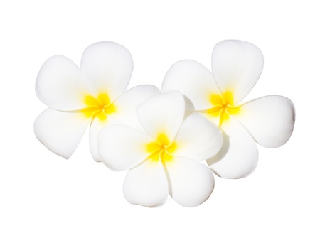 Single Plumeria White Background