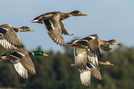 La joie de l’Évangile/Citation/209<>216 16608116-de-nombreux-oiseaux-volent-dans-le-ciel-serie-nature