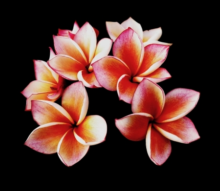 Single Plumeria Vector