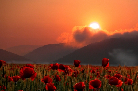 Été coquelicots champ au coucher du soleil photo