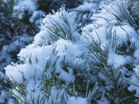Snowy Pine Tree Close Up