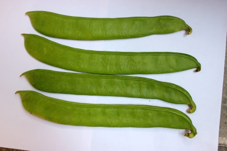 22507516-sword-bean-canavalia-gladiata-s