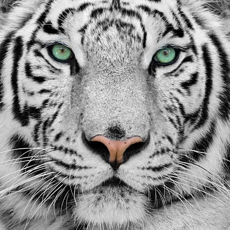 image de tigre blanc