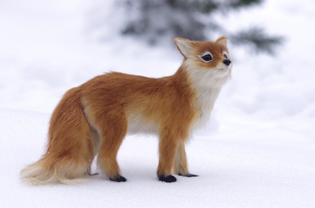 18965381-le-renard-roux-sur-fond-de-neige.jpg