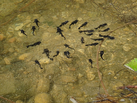 小型ナマズ の写真素材 画像素材 Image 小型ナマズ の写真素材 画像素材 Image