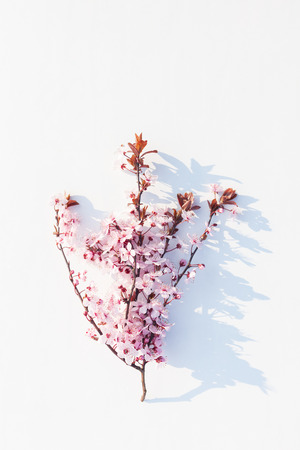 Prunus or cherry plum in blossom on white background Фото со стока