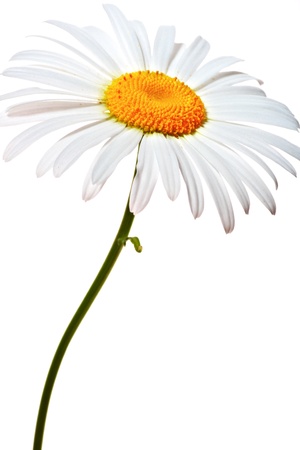 lovely chamomile on white background Фото со стока