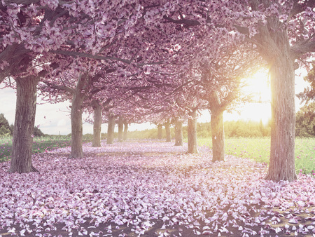 Rows of beautifully blossoming cherry trees on a green lawn