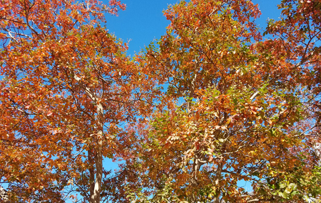 青い空を背景色鮮やかなプラタナスと紅葉の葉します の写真素材 画像素材 Image
