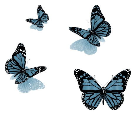 Butterflies on a white background