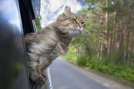 Head Cat out of a car window in motion. summer Фото со стока