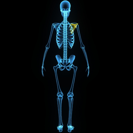 洋書【解剖学・骨格がわかる】レントゲン遊び AMAZING X-RAYS 人体