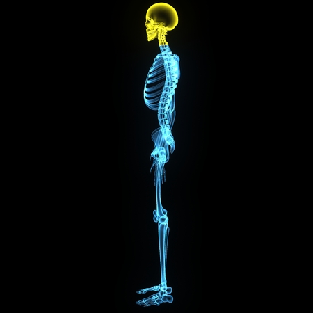 洋書【解剖学・骨格がわかる】レントゲン遊び　AMAZING X-RAYS　人体 xray-bones-xrays-examination-