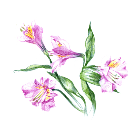 太陽の光の中で手に図面ユリ飾り シャッパン花を鉛筆します の写真素材 画像素材 Image 太陽の光の中で手に図面ユリ飾り シャッパン花を鉛筆します の写真素材 画像素材 Image