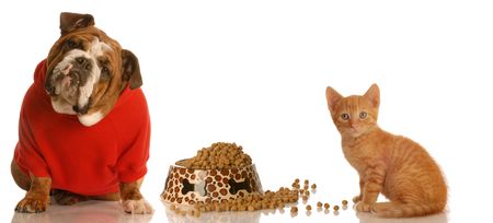 english bulldog and kitten sharing food dish