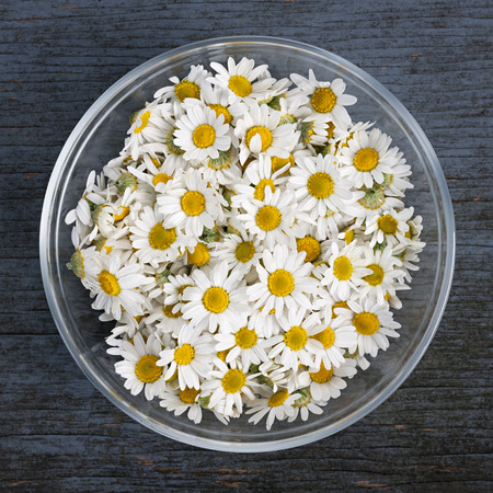 Fresh medicinal roman chamomile flowers in bowl on rustic wooden background, square format