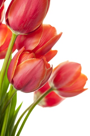 Fresh Beautiful Tulips isolated on white vertical with copy space Фото со стока