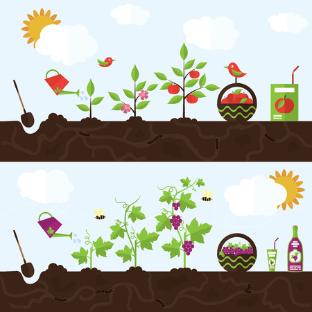 Vector garden illustration in flat style. Planting apple trees, harvesting, processing apples into juice. Planting grapes, harvesting, processing grapes into juice and wine. Иллюстрация