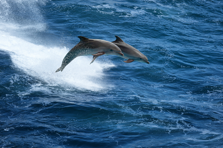 dolphin stock photos royalty free dolphin images
