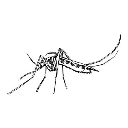 昆虫 リアルな蚊 アカイエカ成虫蚊シルエット 蚊は 白い背景で隔離 塗り絵の蚊デザイン 手描きの蚊 ベクトル図 のイラスト素材 ベクタ Image