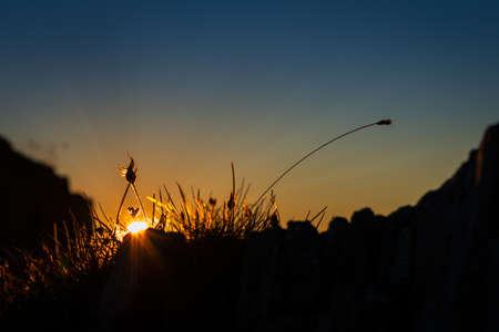 Sun flower: letzten Sonnenstrahlen Throught Gras auf dem Berg Sonnenuntergang glänzend Lizenzfreie Bilder