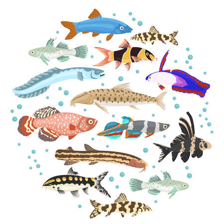 淡水のアクアリウムの魚の品種アイコンは 白い背景で隔離のフラット スタイルを設定します ドジョウ ハゼ Killifishes ペットに関する独自のインフォ グラフィックを作成します ベクトルの図 のイラスト素材 ベクタ Image