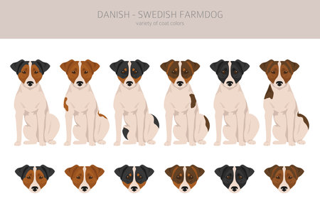 Danish swedish farmdog clipart. different poses, coat colors set. vector illustration