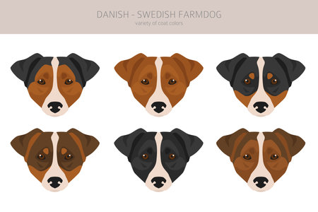 Danish swedish farmdog clipart. different poses, coat colors set. vector illustration